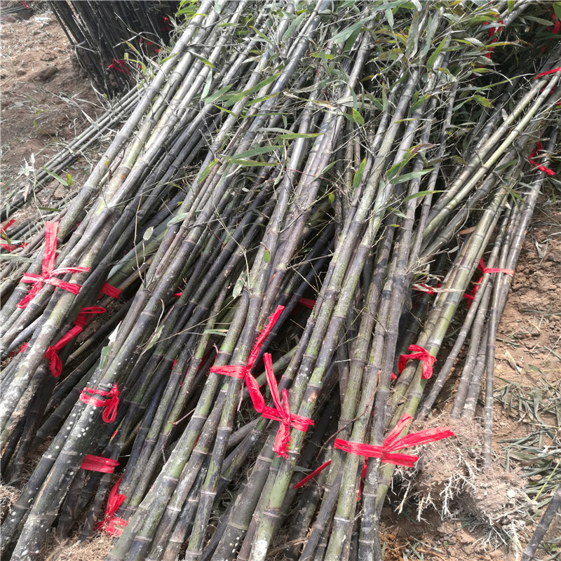 (yu)|(zh)̾GֱNҎ(gu)ă(yu)