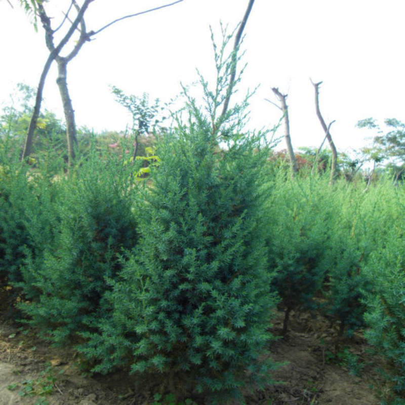 |uС硢ϙuС̰硢̈@ַNֲƷNȫ