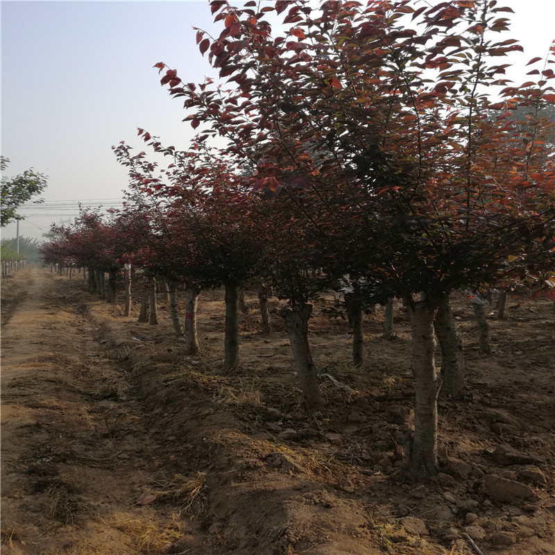 l̾GľͥԺGֲ÷^ֲ÷С