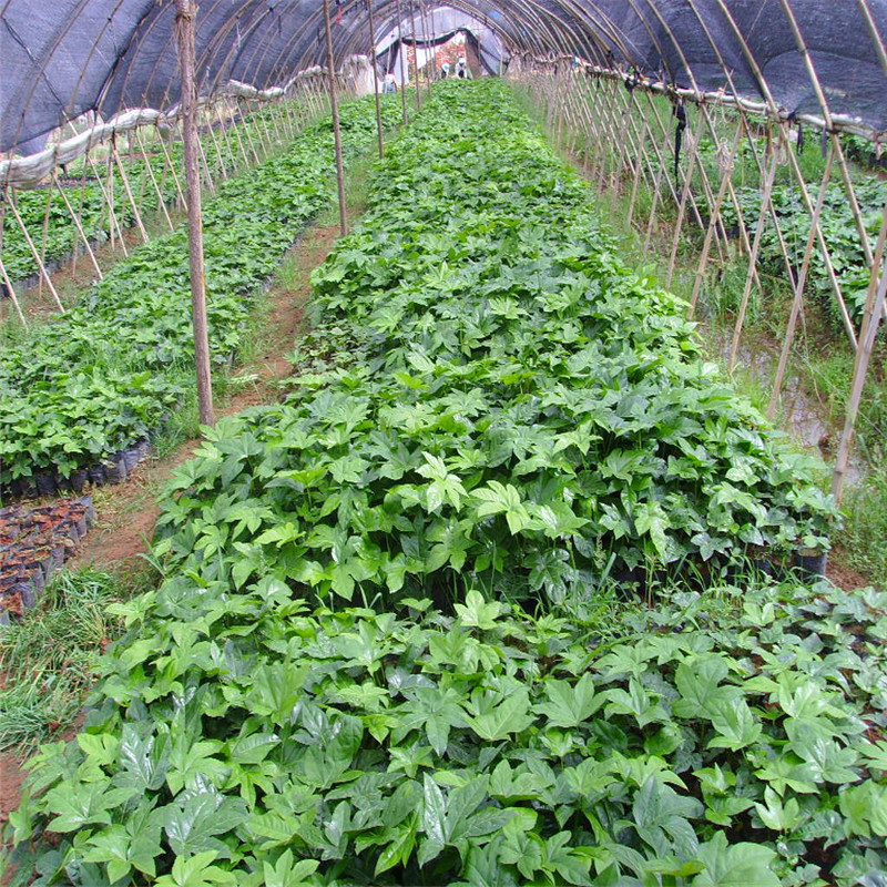 (yu)|(zh)˽ǽP(pn)˽ǽP(pn)NGľ