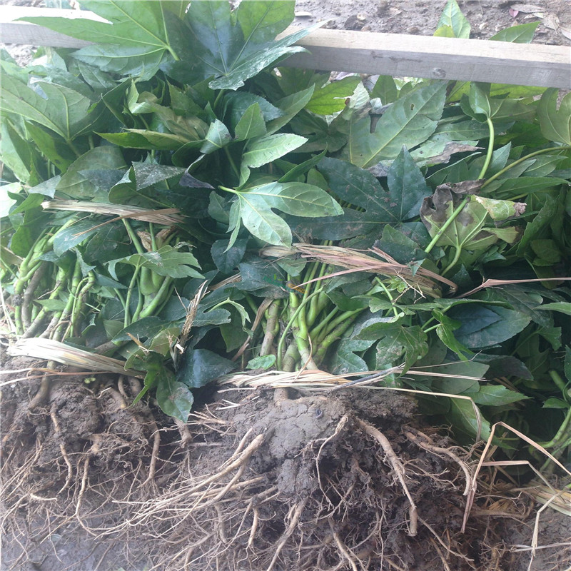 l(f)硢˽ǽP(pn)Gľ(yu)|(zh)˽ǽP(pn)С