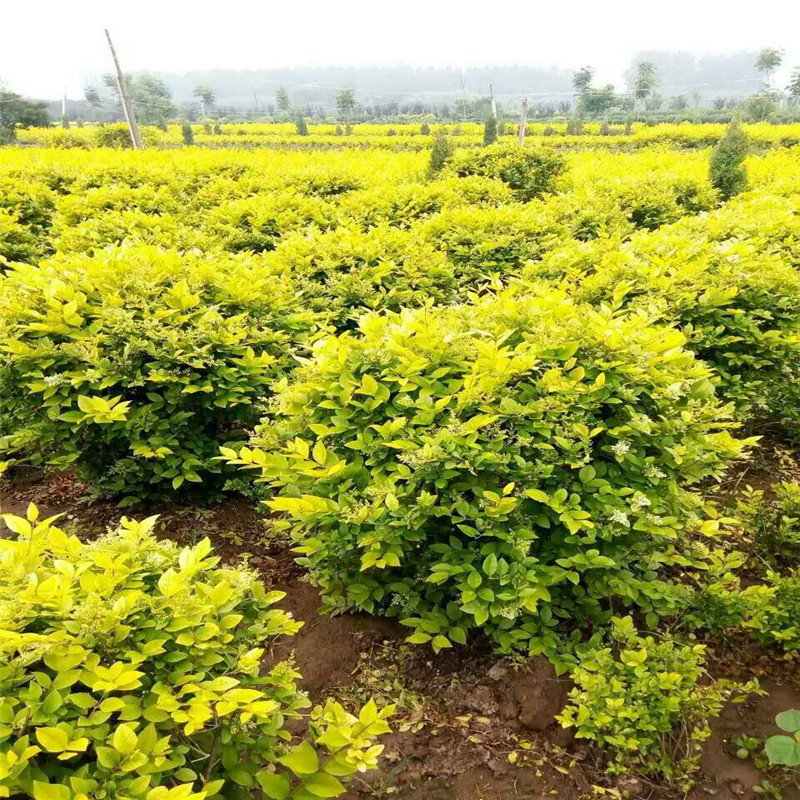 ̓r(ji)̎l(f)~Ůؑ硢~Ůؑ򡢻ľҎ(gu)ȫ