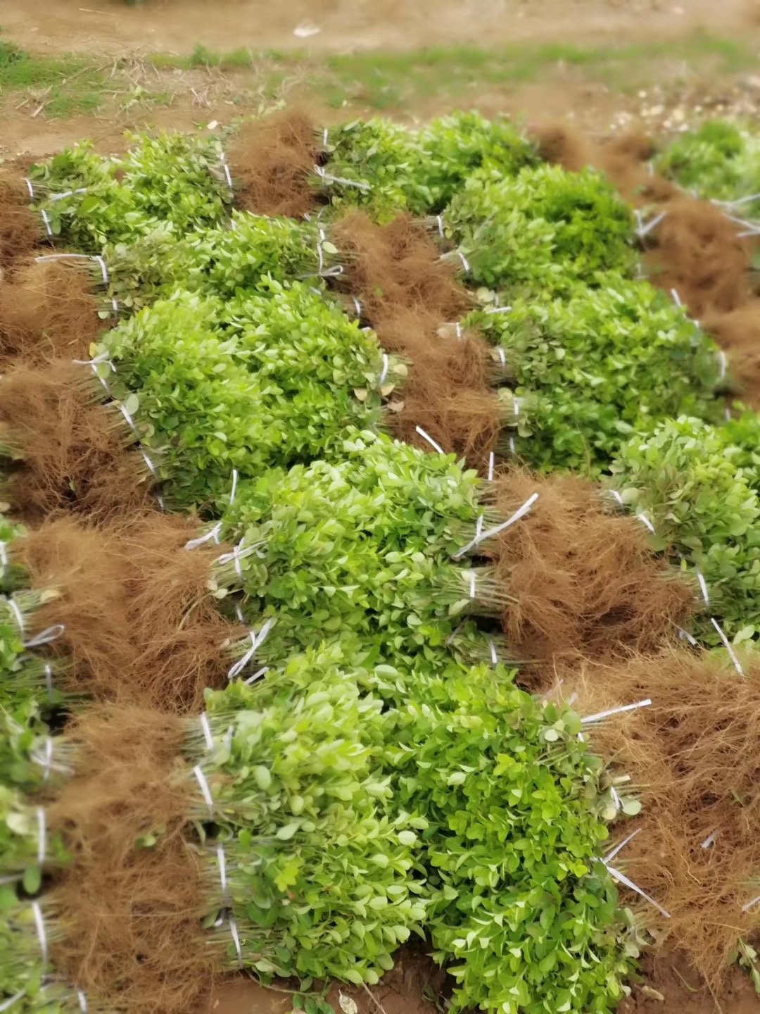 l(wi)ìС硢Ǥء̓rN