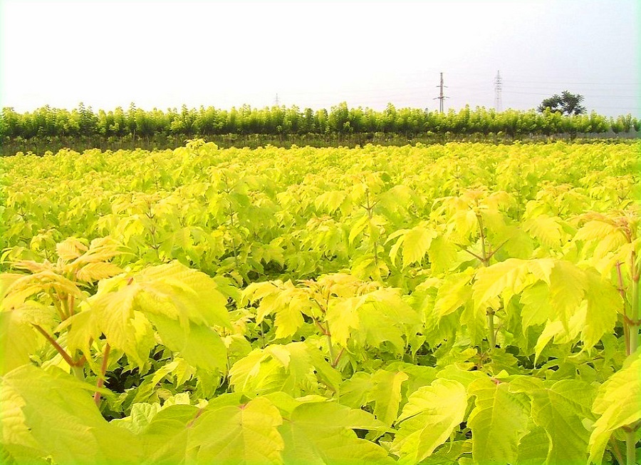 ~(f)~ʡ~ˮɼ~ܡʡ~t{(ln)صľ