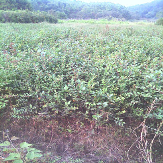 tɼС硢¹С硢С硢_hС硢ޱСľ