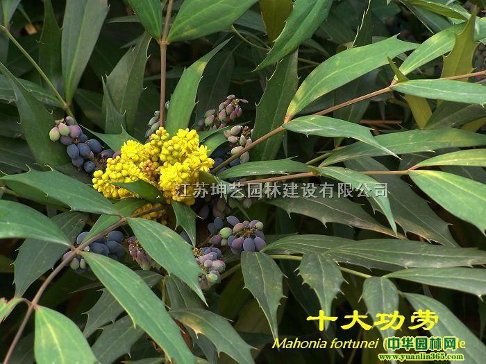 ~ʮ󹦄ڡʮ󹦄ڡС~ʮ󹦄ڡM~ʮ󹦄