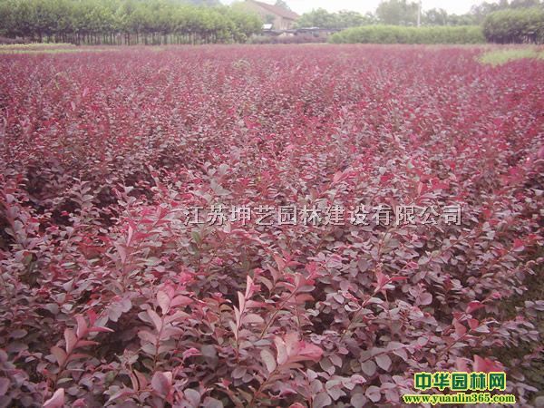 t^ľt^ľ򡢼t^ľ硢t^ľGh