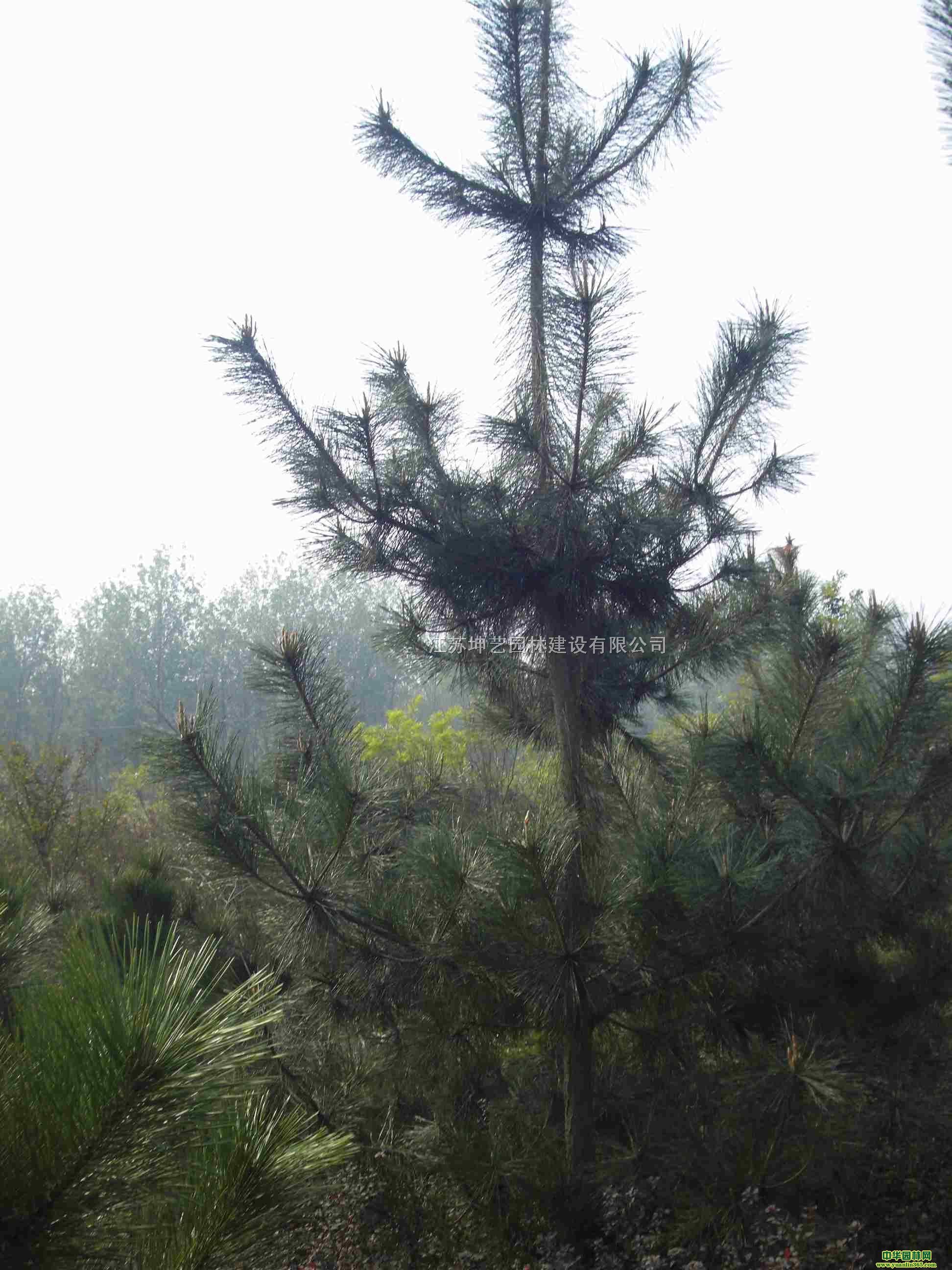 ҰɘɘIB