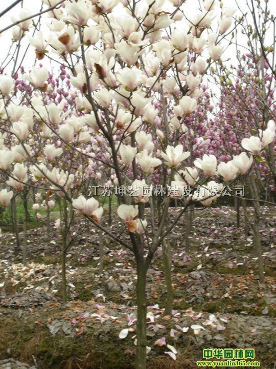 mVmmSmSmm