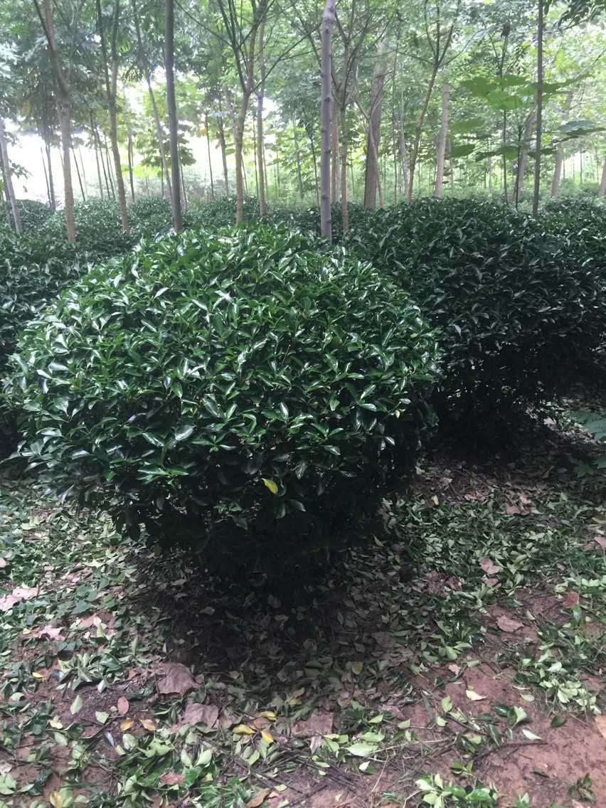 uɡ~S򡢶򡢸߸ɼt~ʯ骡߸Ůؑ