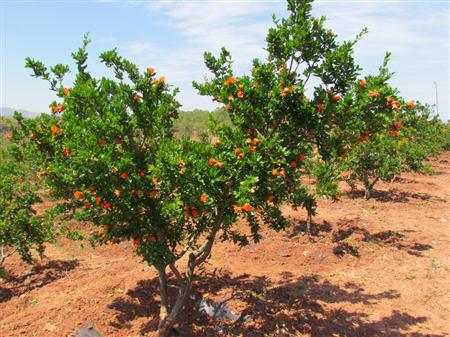 ɽҘ䡢ʯ䡢uuءɡN