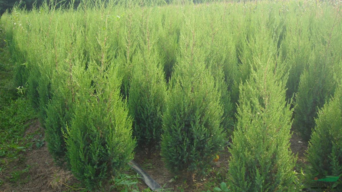 ɽҘ(sh)ʯ(sh)uuɡN