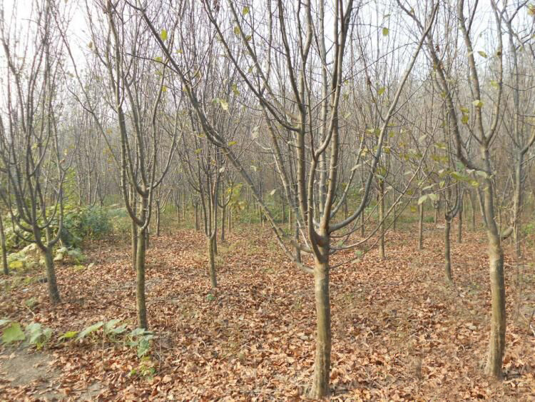 ľϺֱSܰGNؙyӡ̰