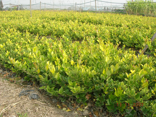 ~߅S򡢽ɭŮؑz÷z