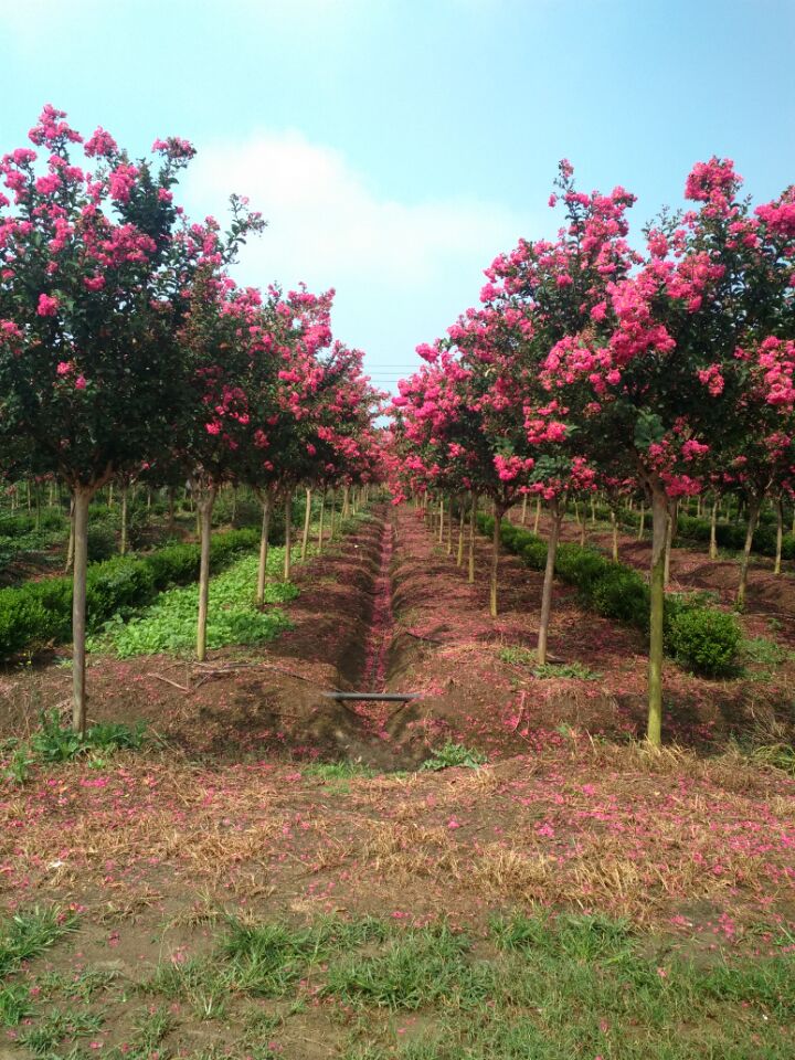 뻱١ޱt~ҡt~t~С