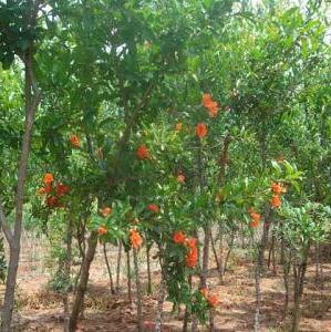 ɽҘ(sh)ʯ(sh)uuءɡN