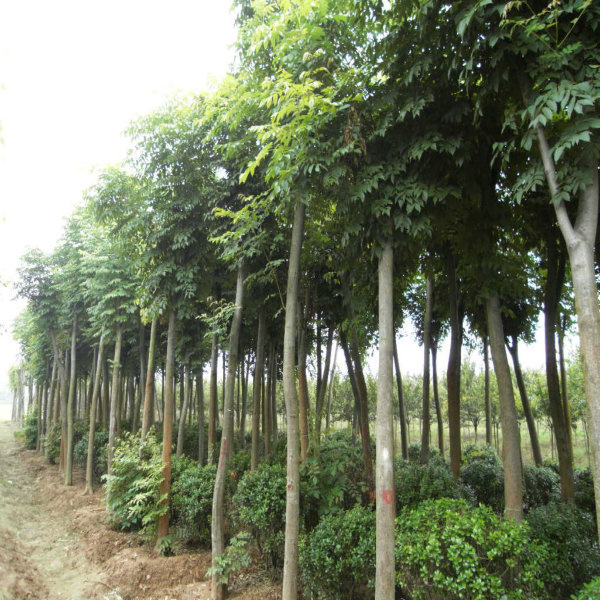 䡢Sܰmt~С߅߅