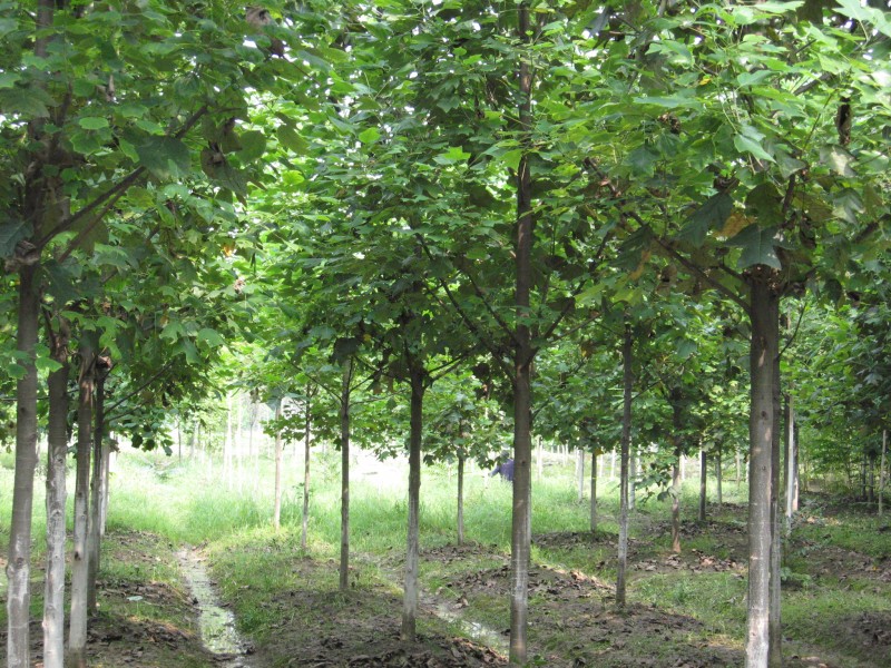 RľëҘ䡢BNءצG÷t÷ɼ