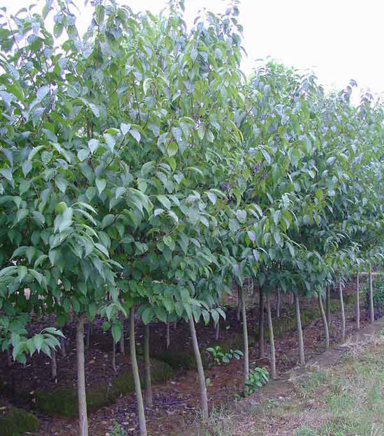 㡢S̻١׶ࡢttľ