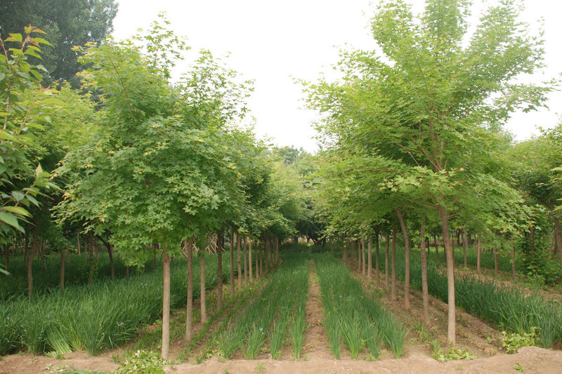 ԶӢǗǗ߅St~С