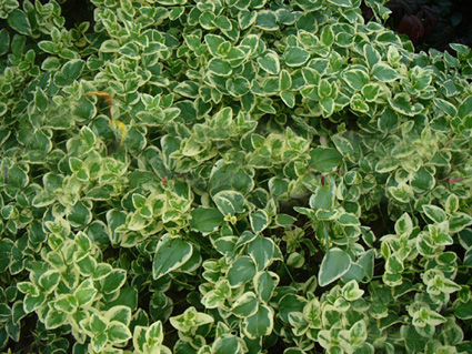 ӳɽtNС~١ɻ˯ɏˮ[ѵˮֲ