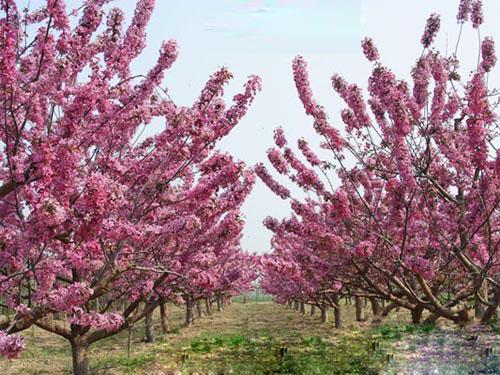 ͩu򡢱ѩtǧƽ֦t