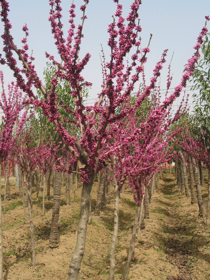 ľϺġֱSܰGNؙyӡ̰