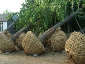 銀杏苗木13969945588