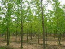 銷(xiāo)售1-100公分銀杏