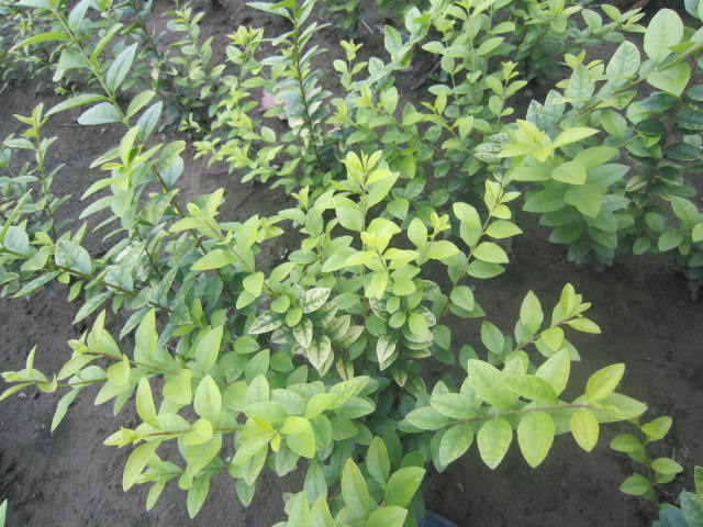 ~Ůؑt~Сޡ~Сޡƽ֦ӡC