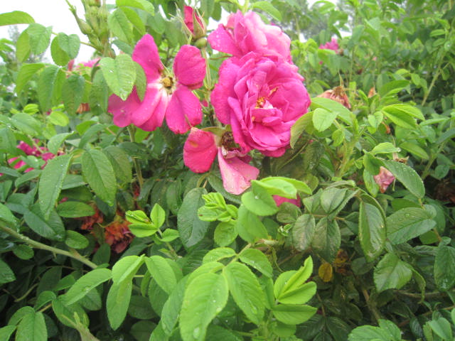 ļõСļõ֦õ塢ʳõ