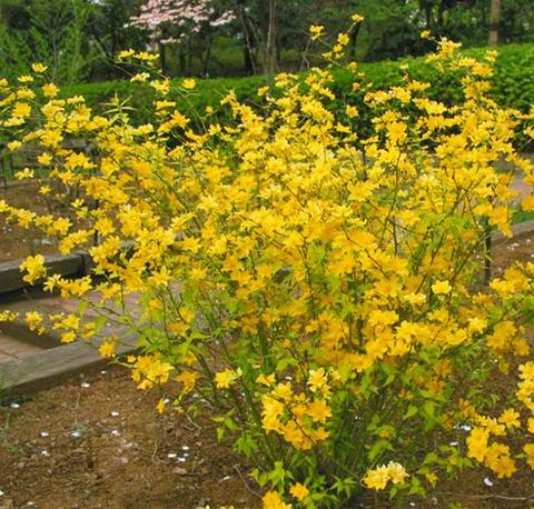 ĸ߶1.5׹ڷ1.2l100Ԫ