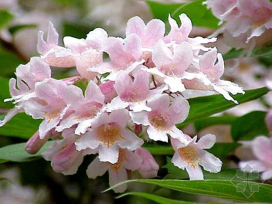 ⬌ƽ֦ӡĿľCٱ¼t\