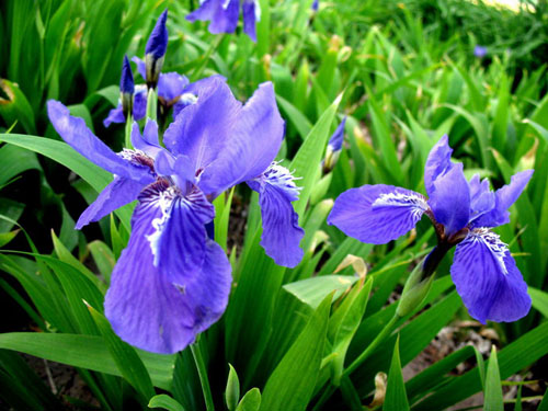 {SβSβ{Sβ١ˌ츣Rɏ