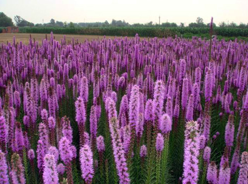 ߱޾աݡSβSSβRɏ