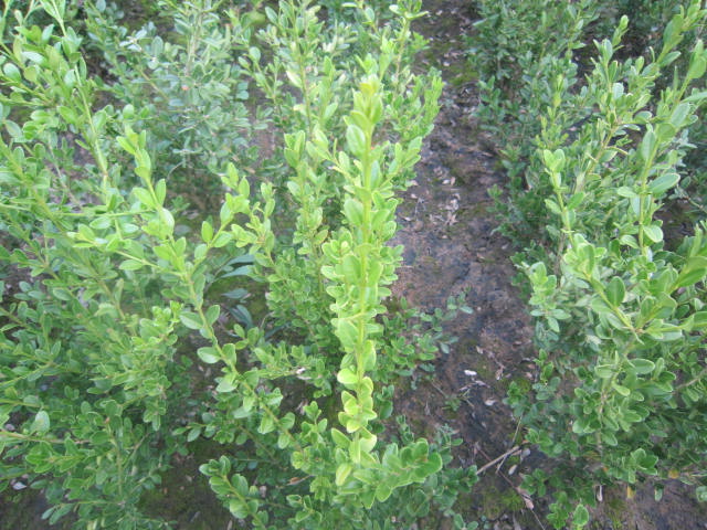 rS~S~L(fng)~L(fng)