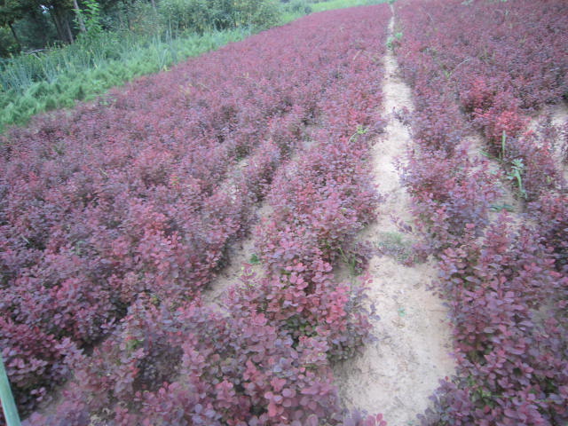 t~Сޡ~Ůؑz|lìˮD¼