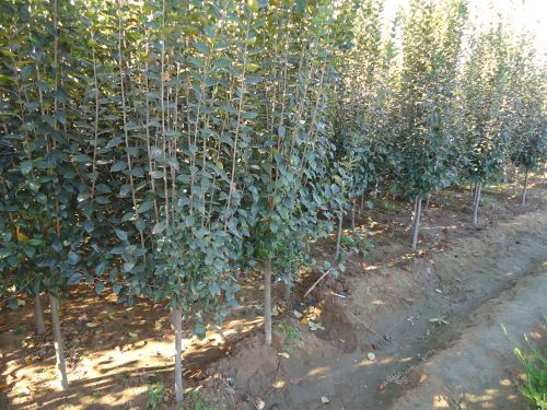 ĵ؏12ָ߶4.5׹ڷ3Ј