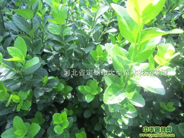 z|l(wi)ì(c)ء~Sz|l(wi)ìr