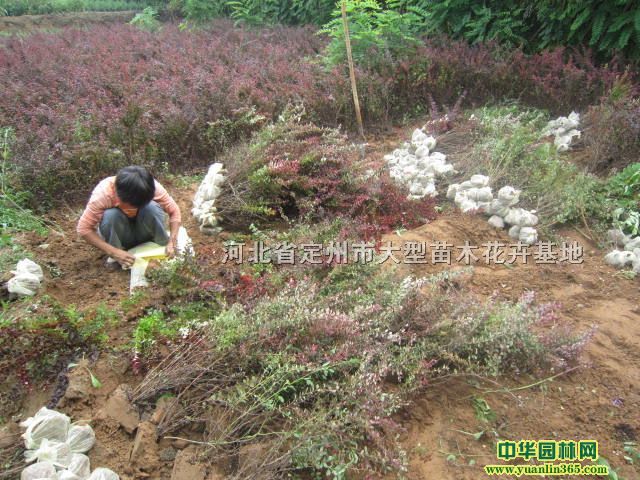 t~Сޡ~Ůؑ~~t~С޷N