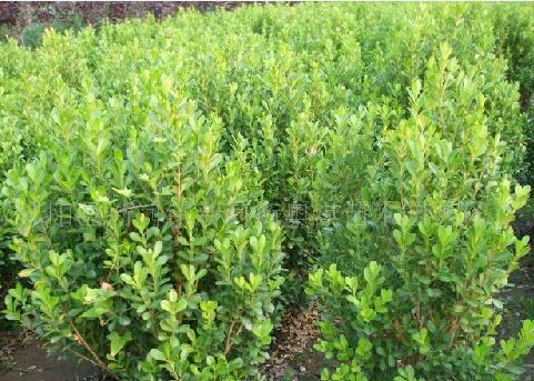 С~S~St~С~ܡɽC