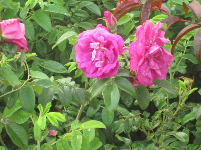 ļõ塢ʳõ塢~Ůؑt~Сޡ~S