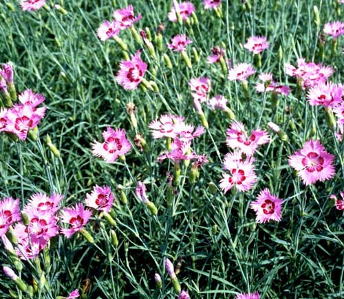 ʯ¶ݡSβرաmաuաβ