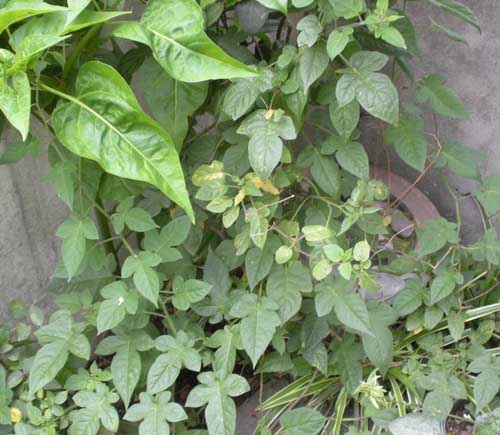 ɽ~\~\I(yng)B(yng)ɽ