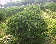 z|l(wi)ì򡢽zľ򡢼t~С򡢙u