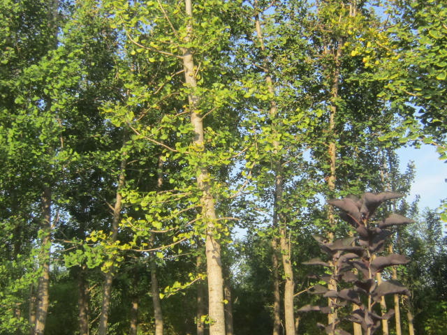 銀杏樹12公分15公分