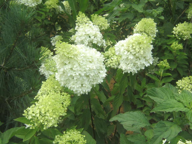 3-5֦ľC򡢽~ӹľ~L~L