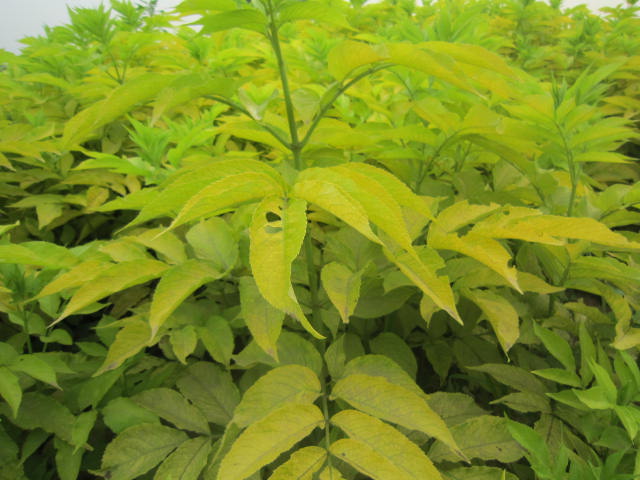 ~ӹľ߶2.5׹ڷ2lÿ260Ԫ