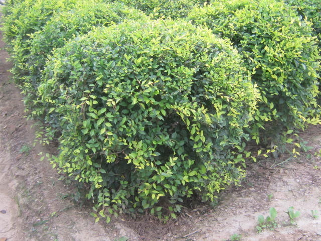 ~򡢅~ܡI(yng)B(yng)~ܡľȡGtľ