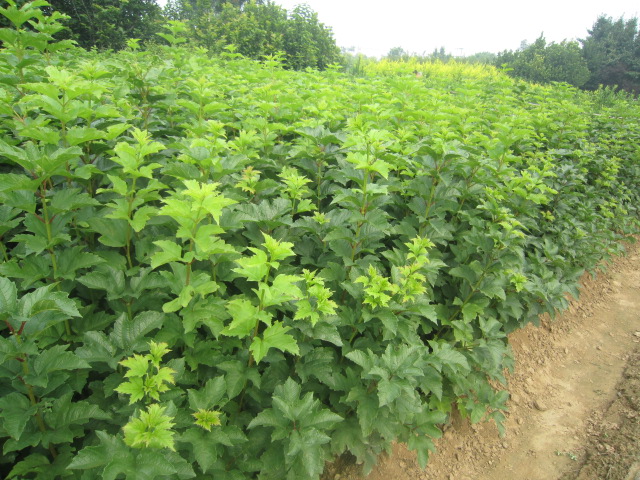 ĿľCS÷yľļõ塢t\